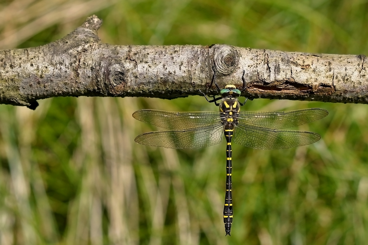 Cordulegaster boltonii