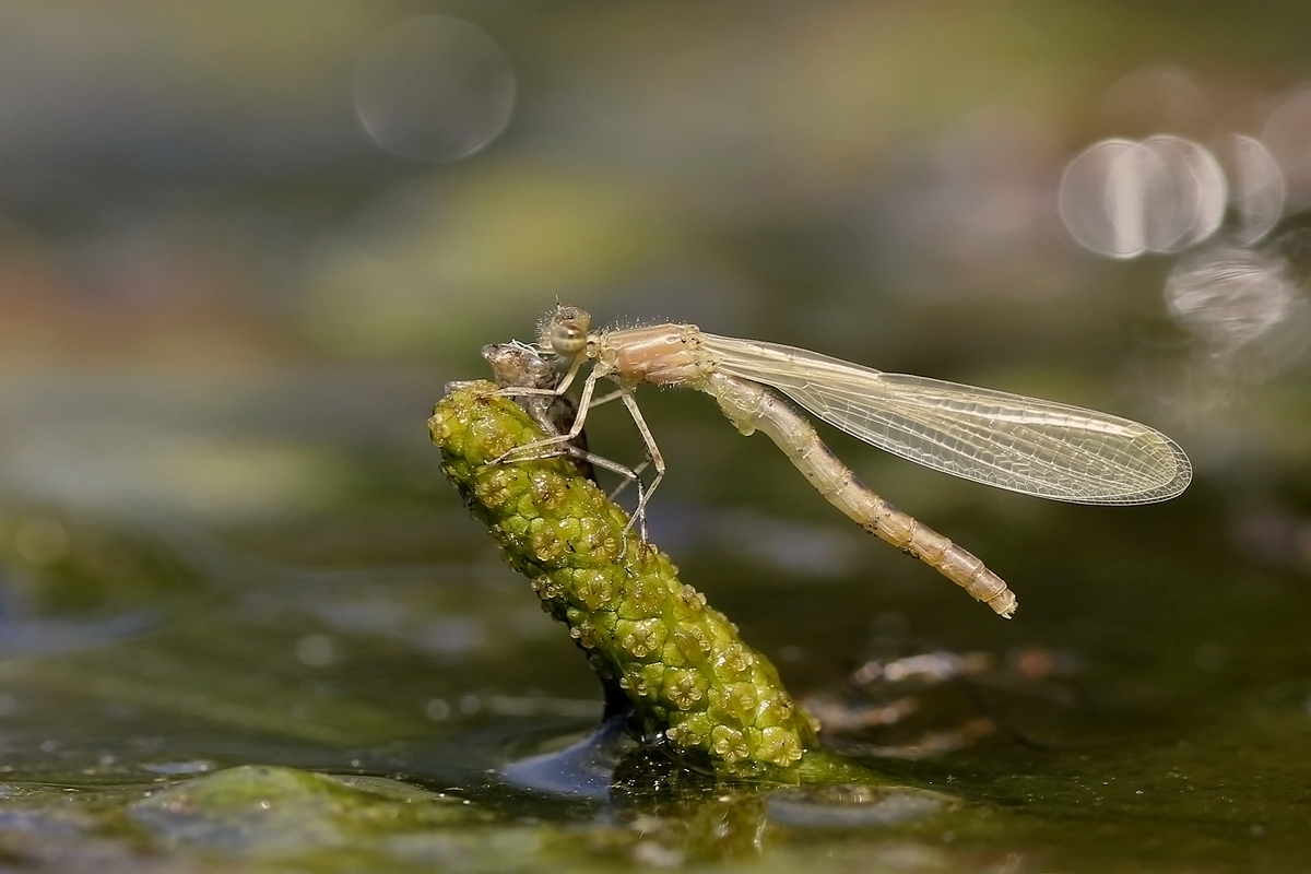 ..zrození šidélka...