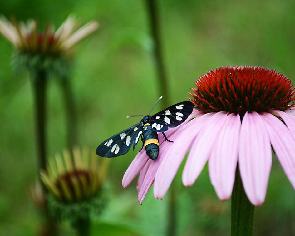 běloskvrnáč pampeliškový