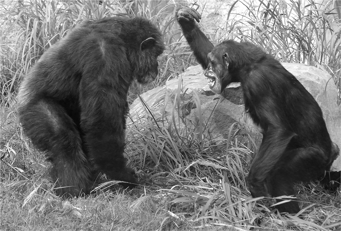 italské "manželství"....