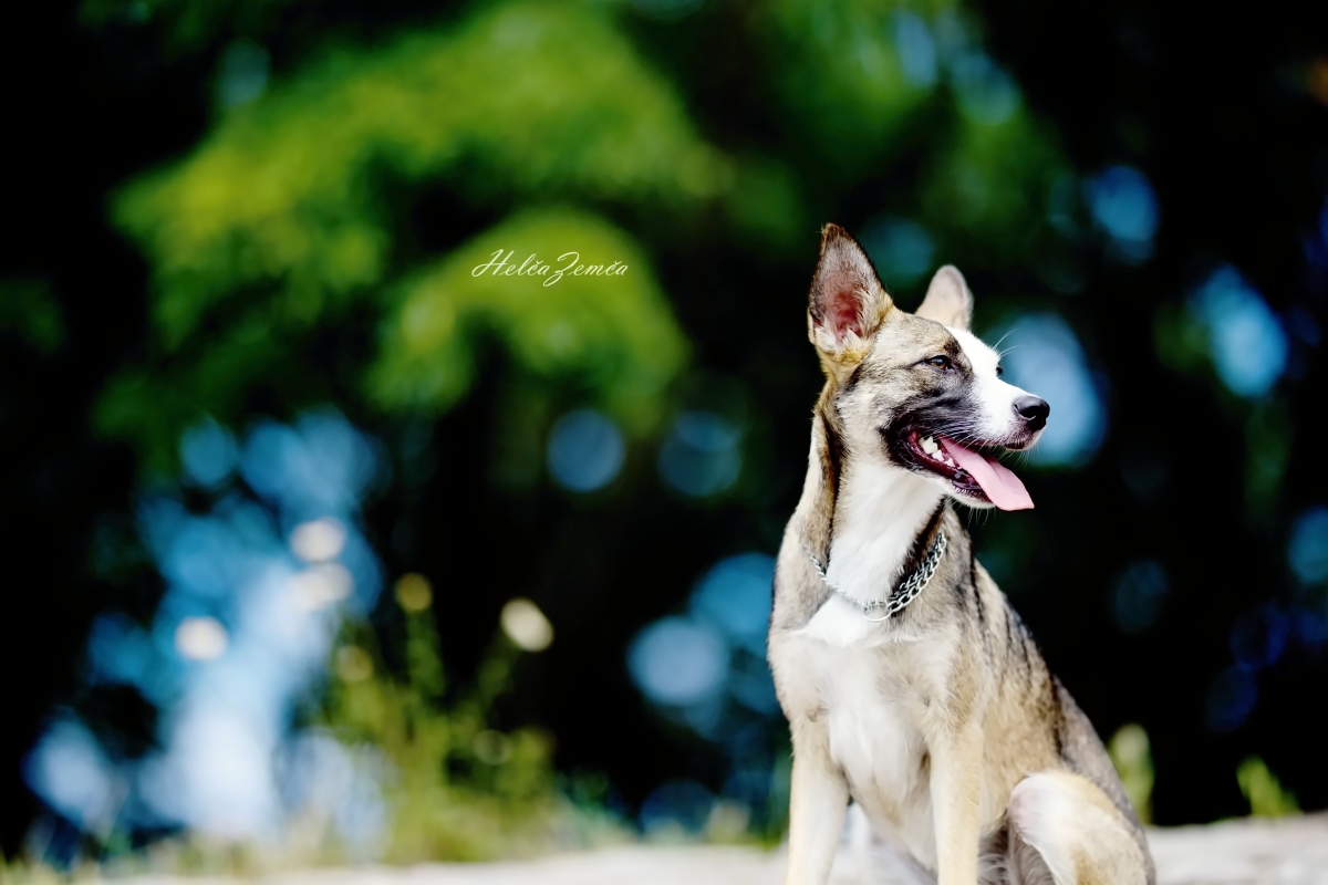 Mia