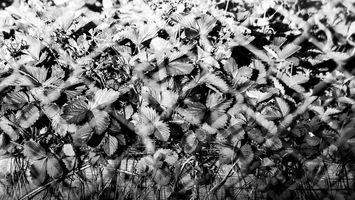 strawberry fields forever