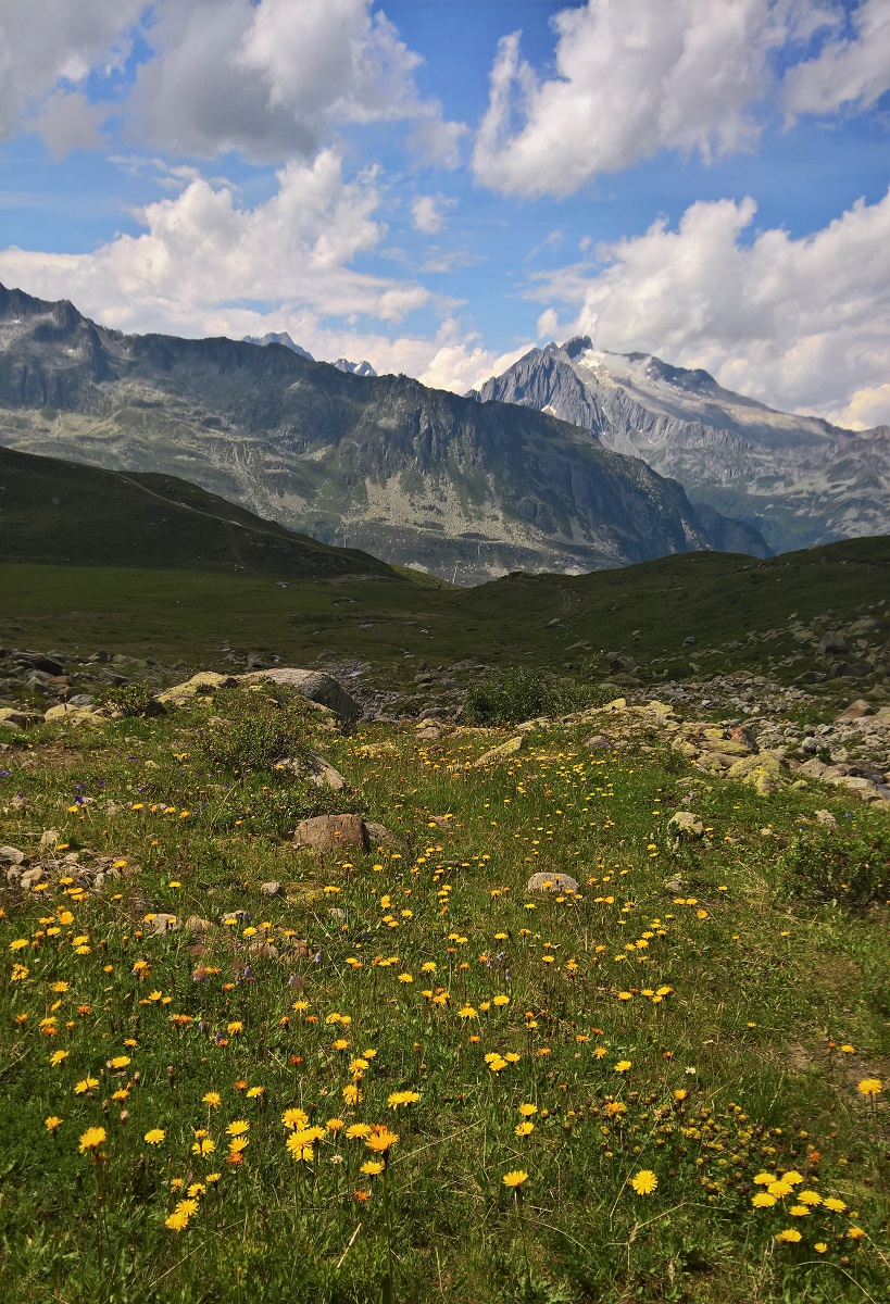 Alpenwiese III