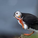 ..ukážu vám teď, jak se správně drbat levou pacou za pravym ušiskem..