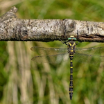 Cordulegaster boltonii