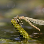 ..zrození šidélka...