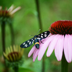 běloskvrnáč pampeliškový