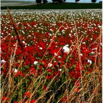 Maková abstrakce II.