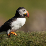 "Kupředu levá ...."