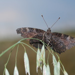 okáč-bubu