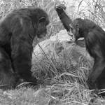 italské "manželství"....