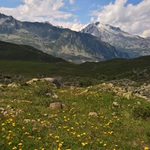Alpenwiese III