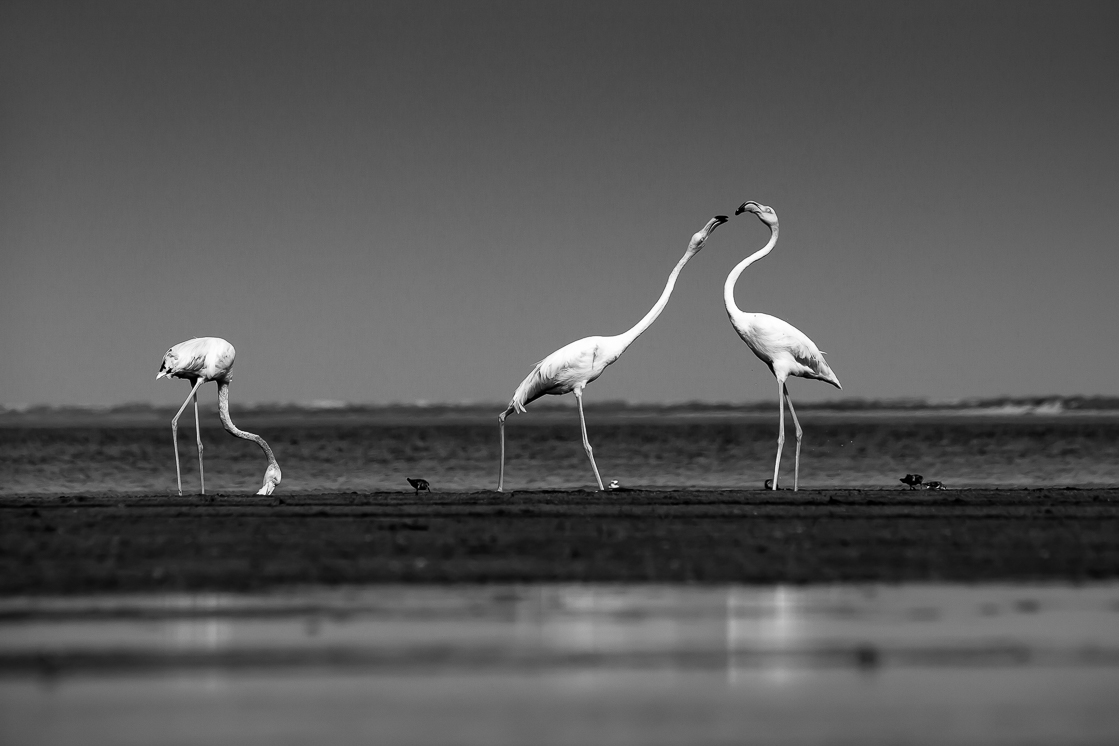 Flamingo Family