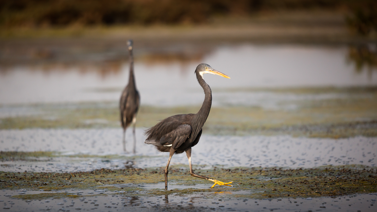 odcházím k mamince