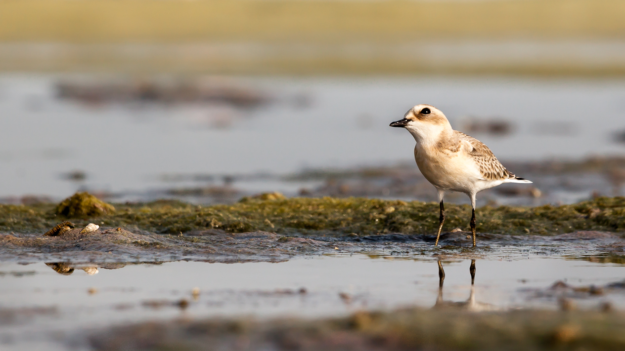 Kulík menší - Charadrius mongolus