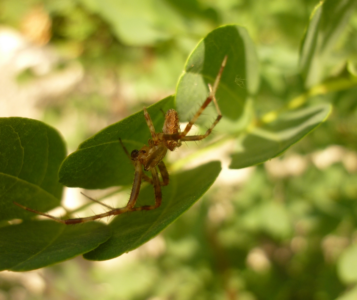 Něco pro arachnofobiky