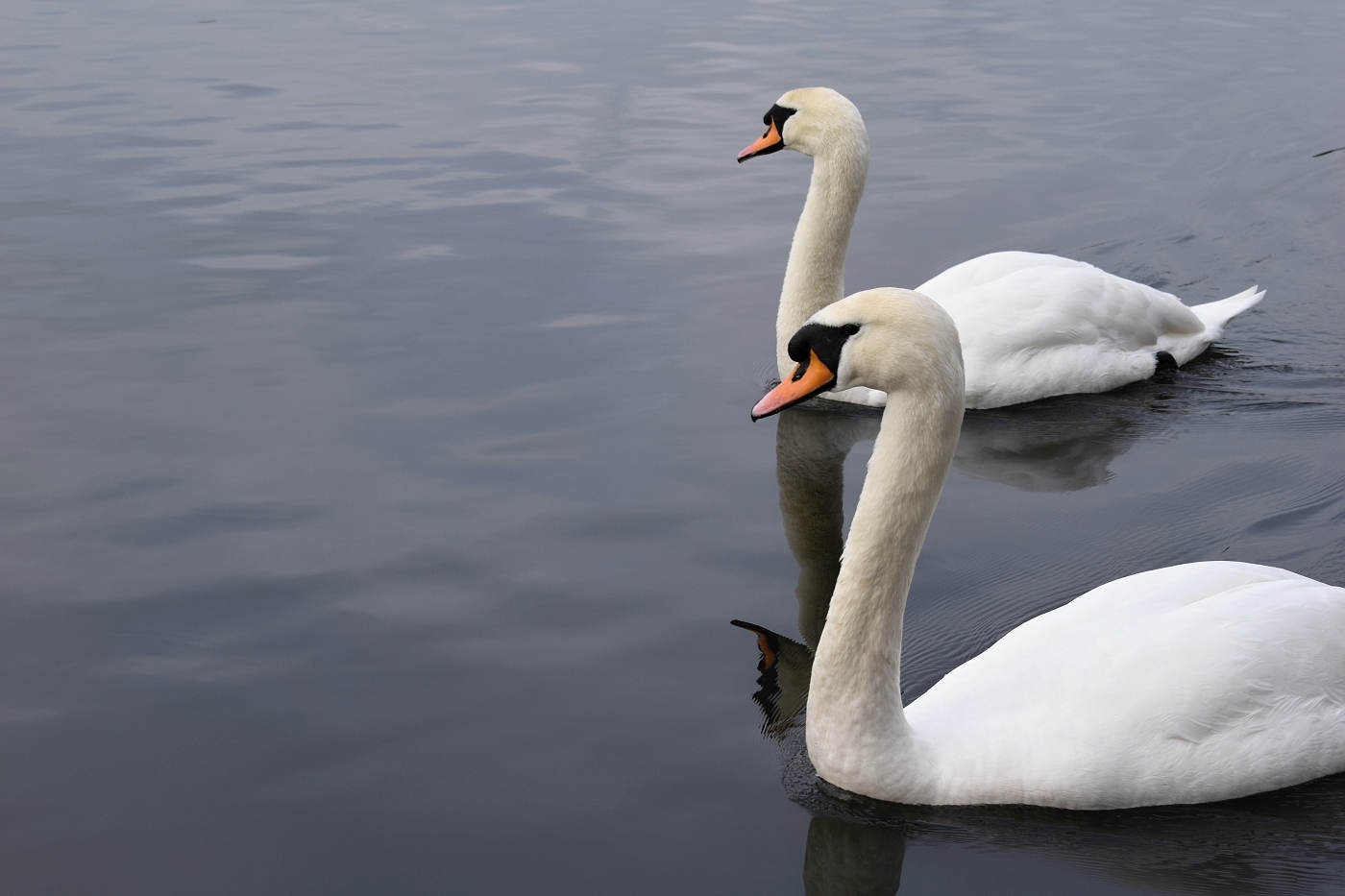 Labutě v Roath lake; Cardiff