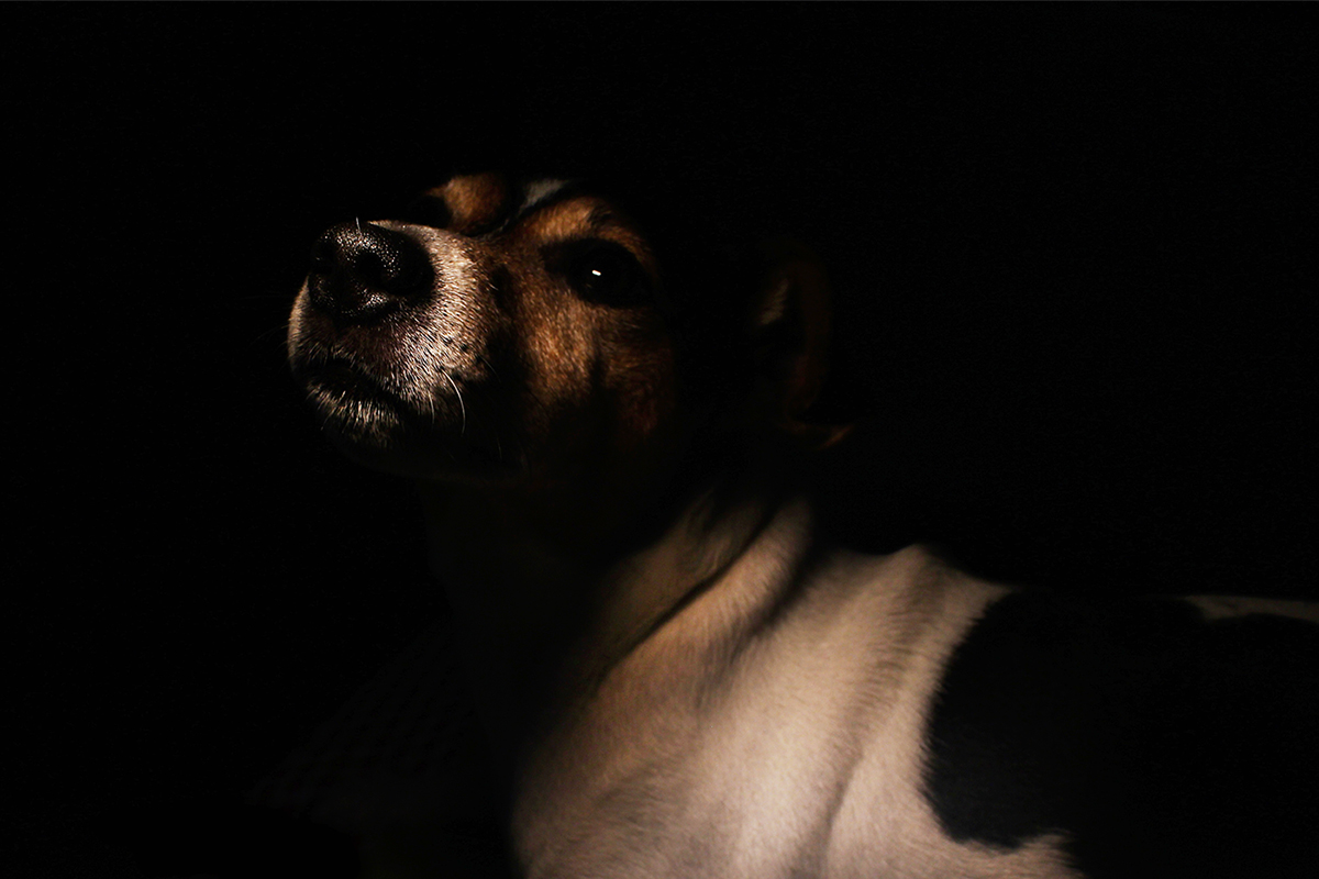 Willy