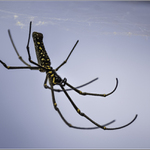 V životní velikosti