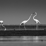 Flamingo Family