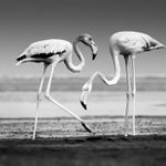 Ruku líbám milostivá