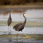 odcházím k mamince