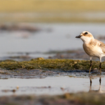 Kulík menší - Charadrius mongolus