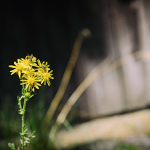 život před stodolou ...