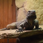 zoo