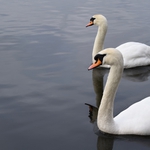 Labutě v Roath lake; Cardiff