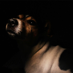 Willy