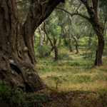 Tam, kde se rodi olivy