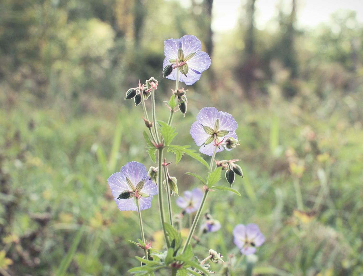 Kvítí Prokopského údolí I