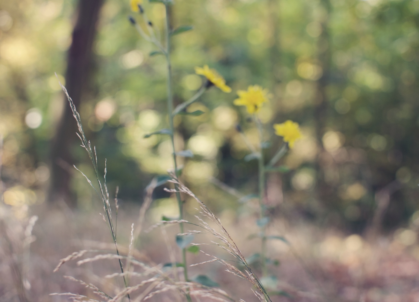 Kvítí Prokopského údolí II