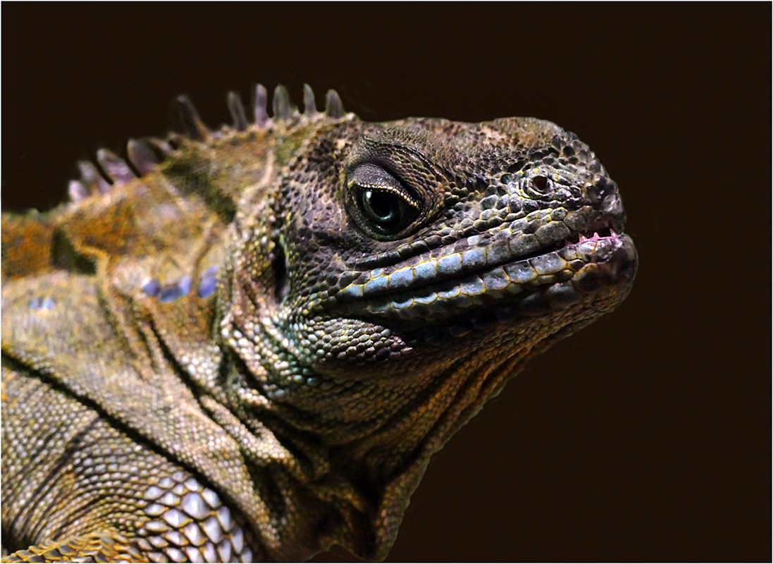 Drak Šmak (za mlada)