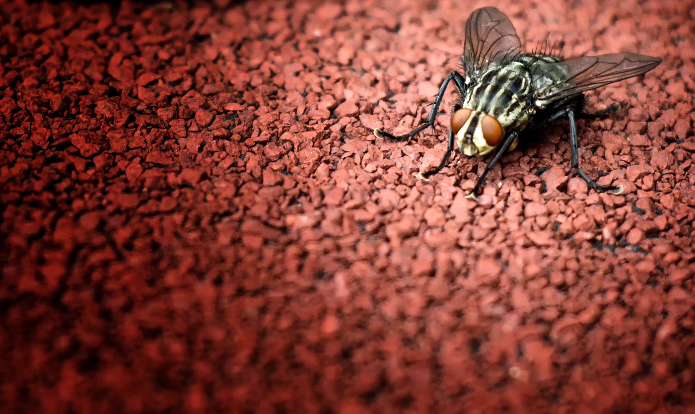 Fly