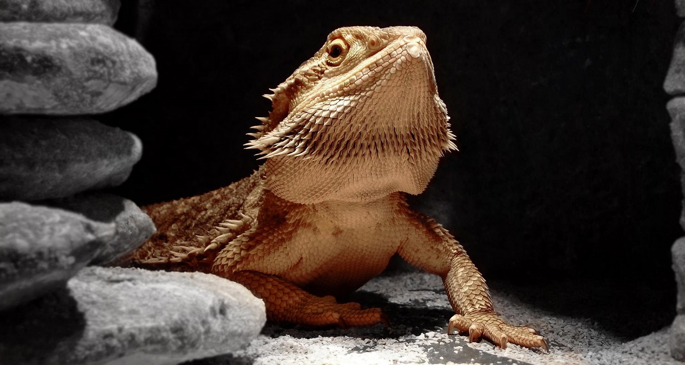 Bodliňák - agama vousatá