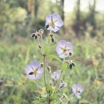 Kvítí Prokopského údolí I