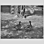 ľuďom vstup zákazaný, my môžeme