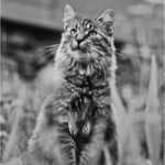 Čifír - nalezenec  (*1976  +1988)