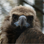 Když prší... (detail)