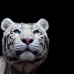 Tenkrát v ZOO