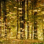 PP (podzimni podhledy)