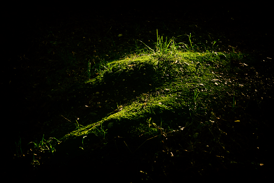 lesní abstrakce …