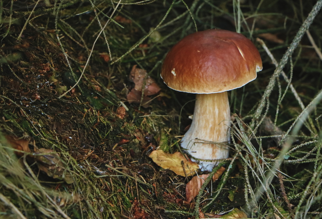 podzim