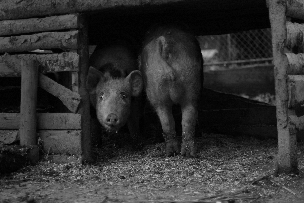 dvě prasečí půlky