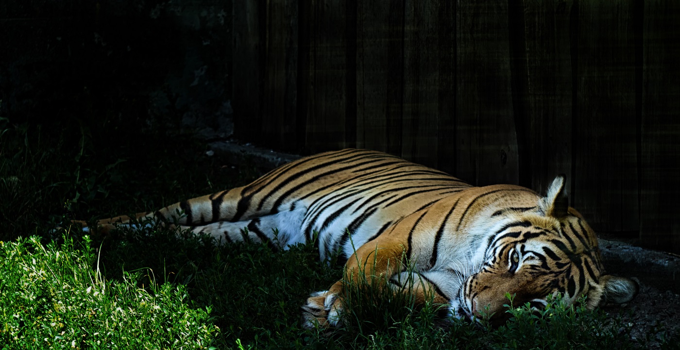 Tygr z Ústecké ZOO