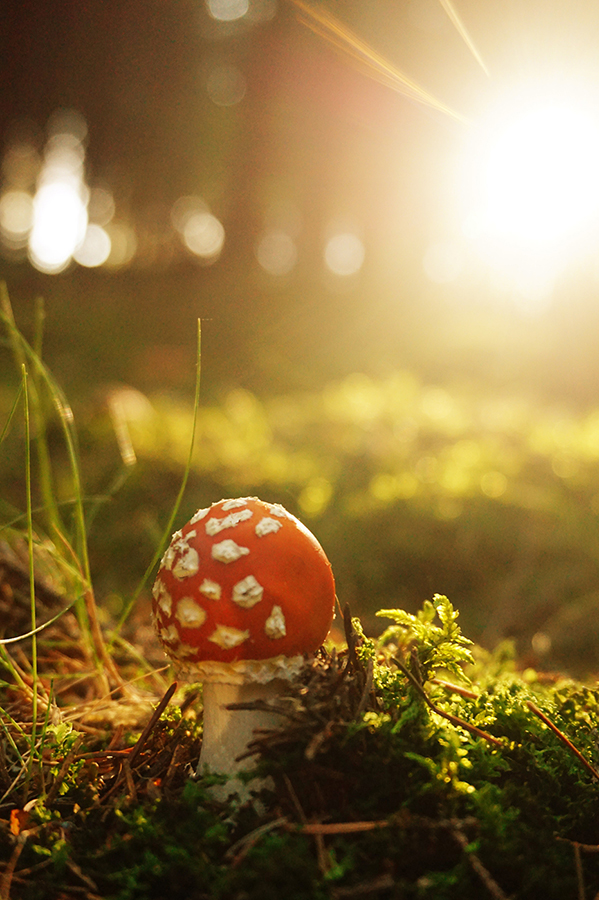Muchomůrka červená