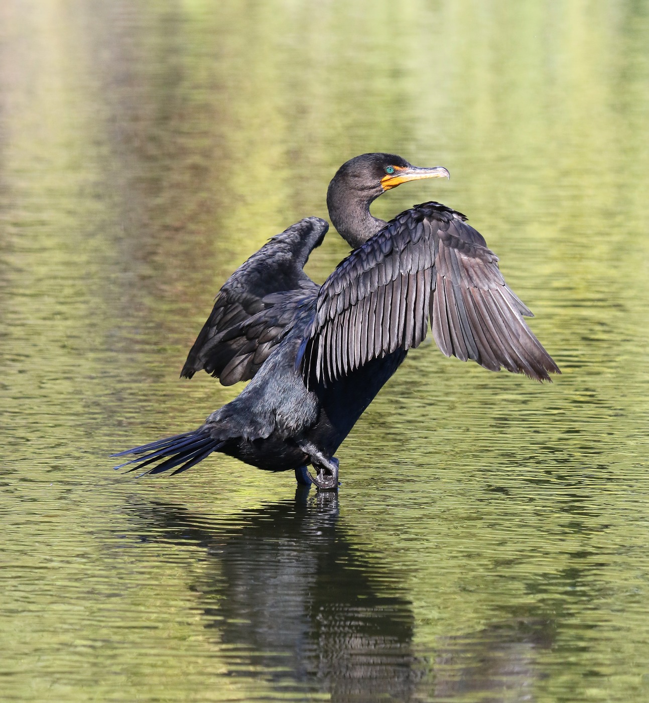 Kormoran,,,