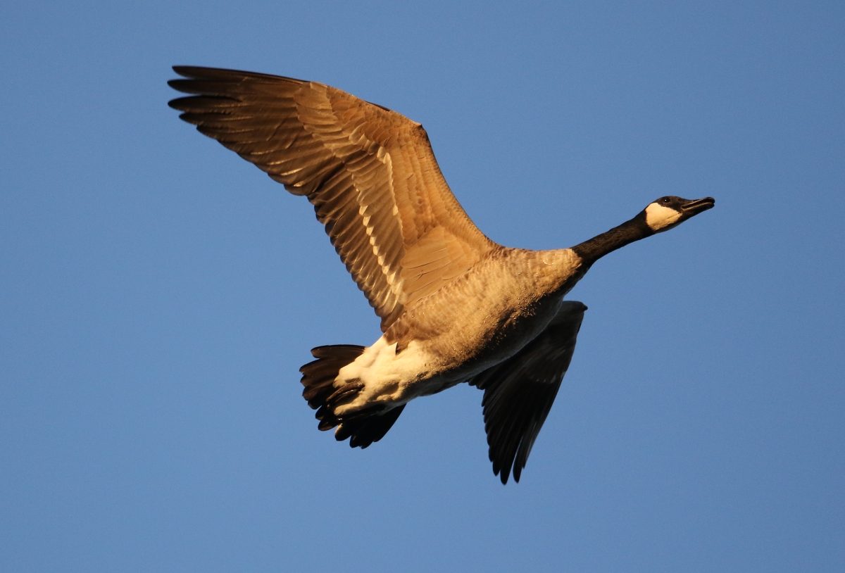 Husa pri zapadu slunka,,,